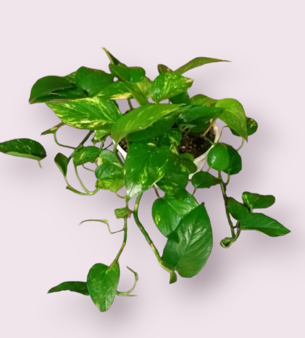 Pothus Colgante Bols 18