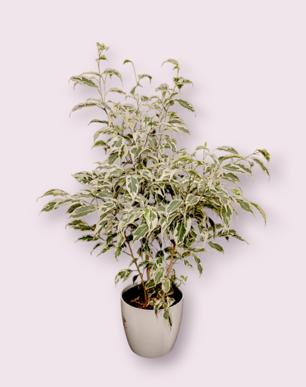 Ficus Starlight Maceta 22