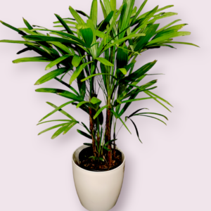 Raphis Palmera M.27
