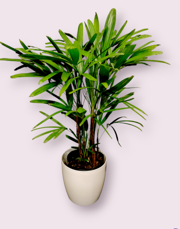 Raphis Palmera M.27