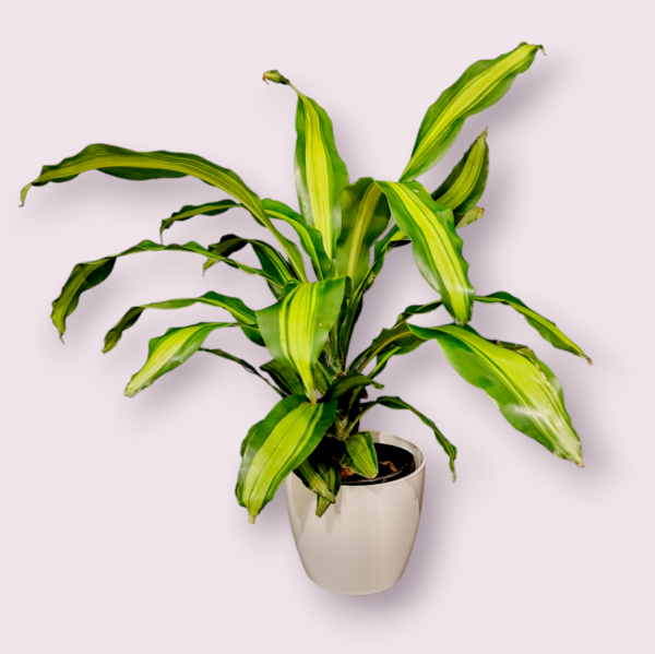 Dracaena Massangeana M.18