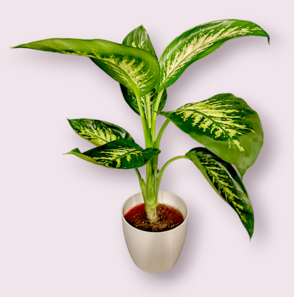Dieffenbacchia Tropic Maceta 22