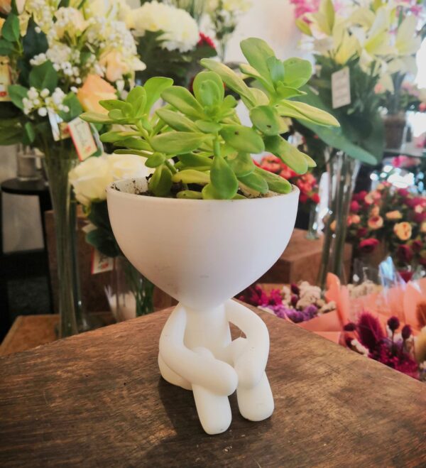 Maceta Robert Plant con Suculenta D