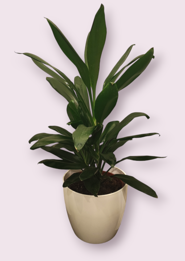 Robusta M22