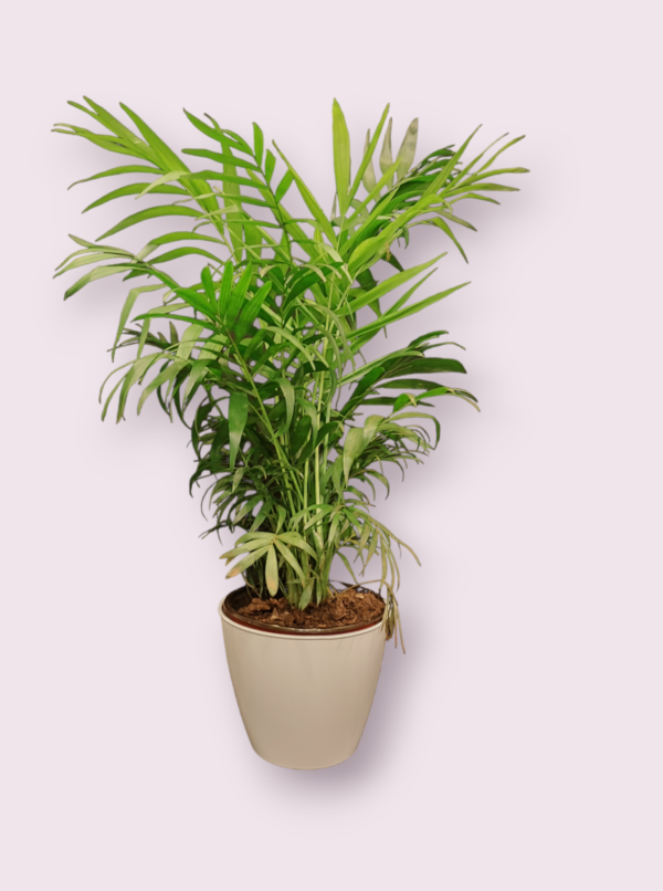 Palmera Chamadorrea Maceta 18