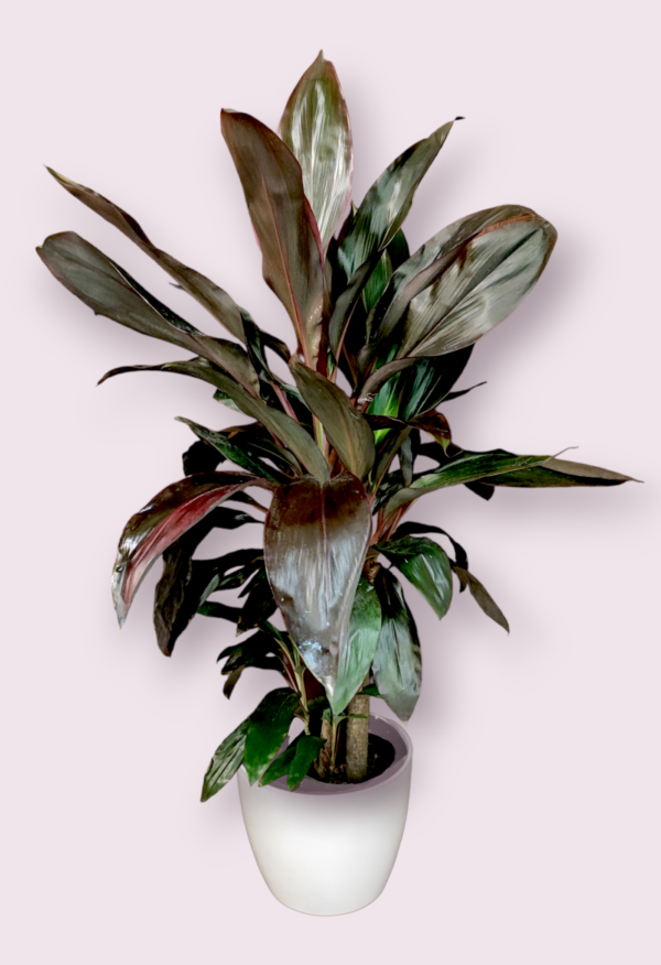 Dracena Rubra Maceta 22