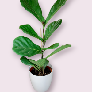 Ficus Pandurata Maceta 22
