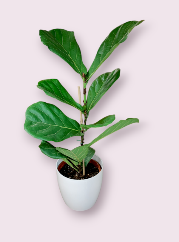 Ficus Pandurata Maceta 22