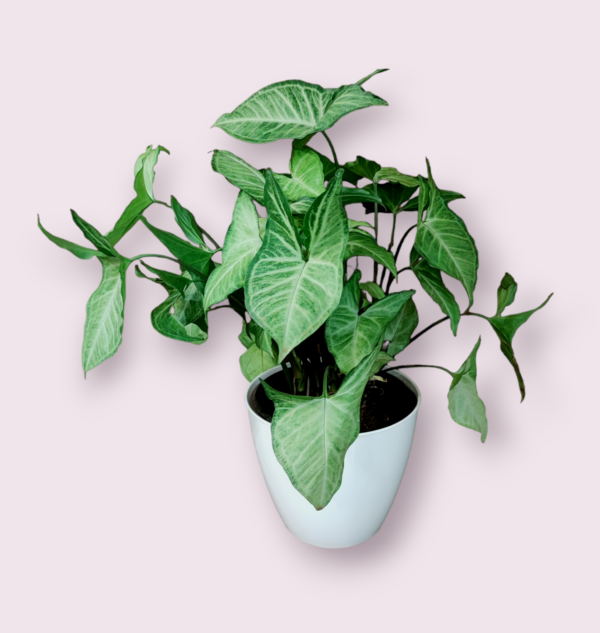 Syngonium M18