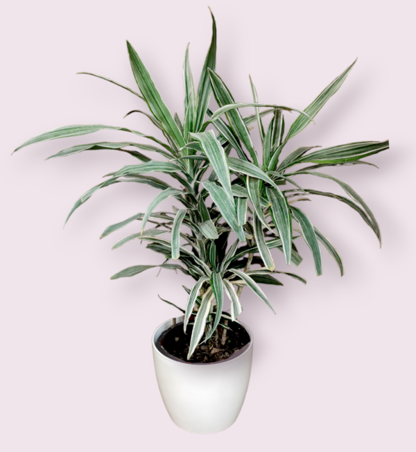 Dracena Warnecki M.27
