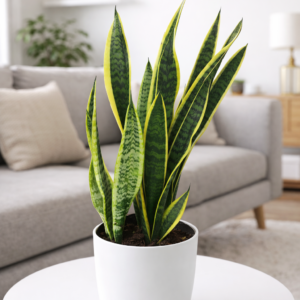 Sansevieria m18