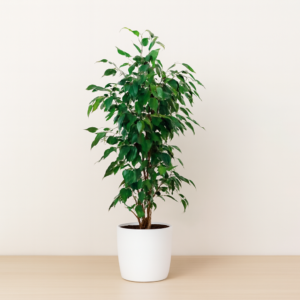 Ficus Benjamin m27