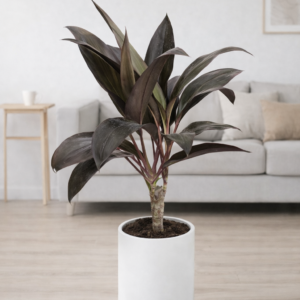 Dracena Rubra m22