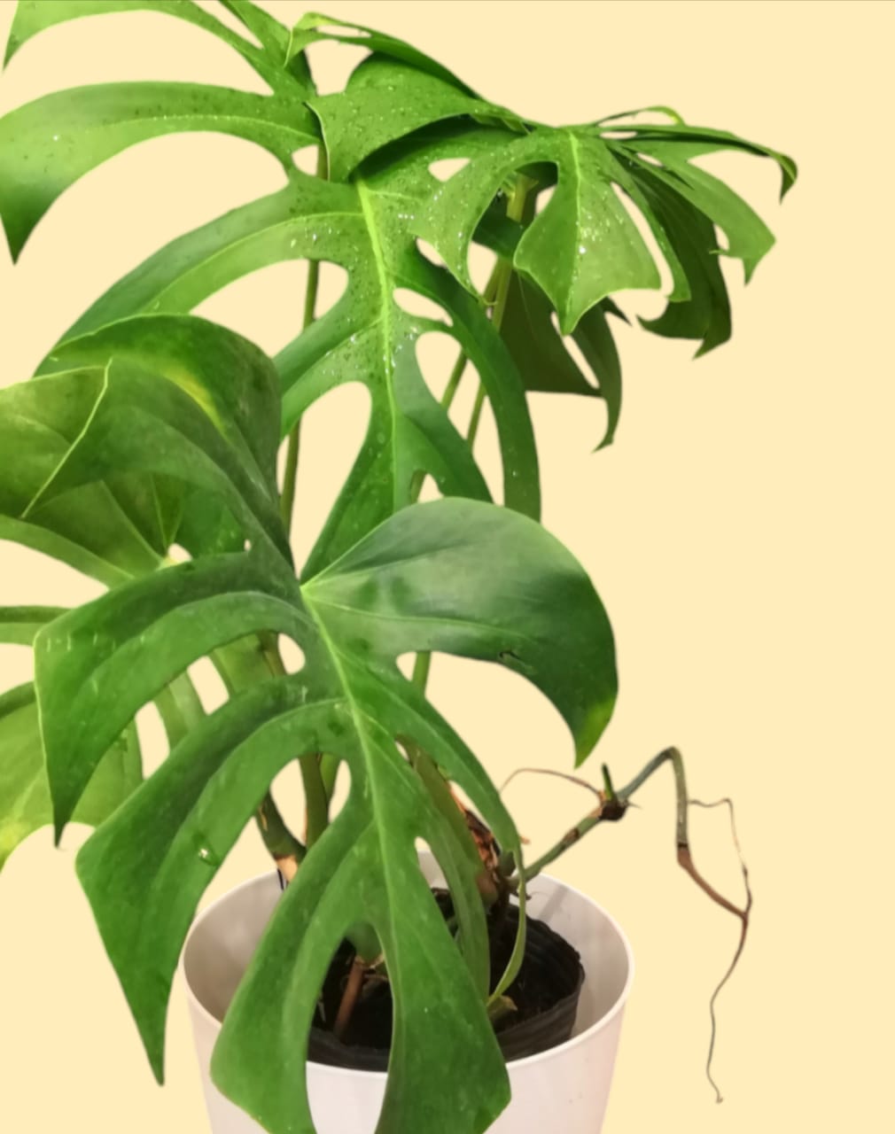 Monstera Deliciosa Grande (Costilla de Adan) - Imagen 2