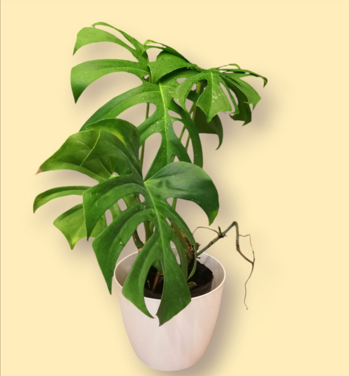 Monstera Deliciosa Grande (Costilla de Adan)