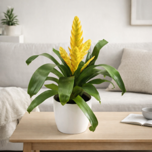 Bromelia Vriesea Amarilla