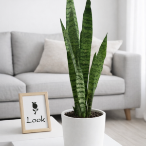 Sansevieria Verde