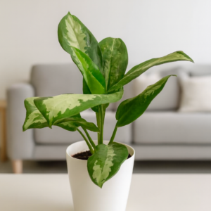 Aglaonema Pattaya/S. Queen M22