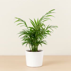 Palmera Chamadorrea Maceta 18