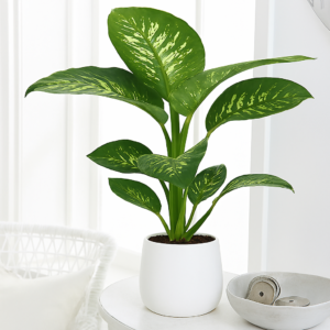 Dieffenbacchia Tropic m18