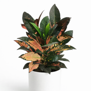 Croton Monalisa m15